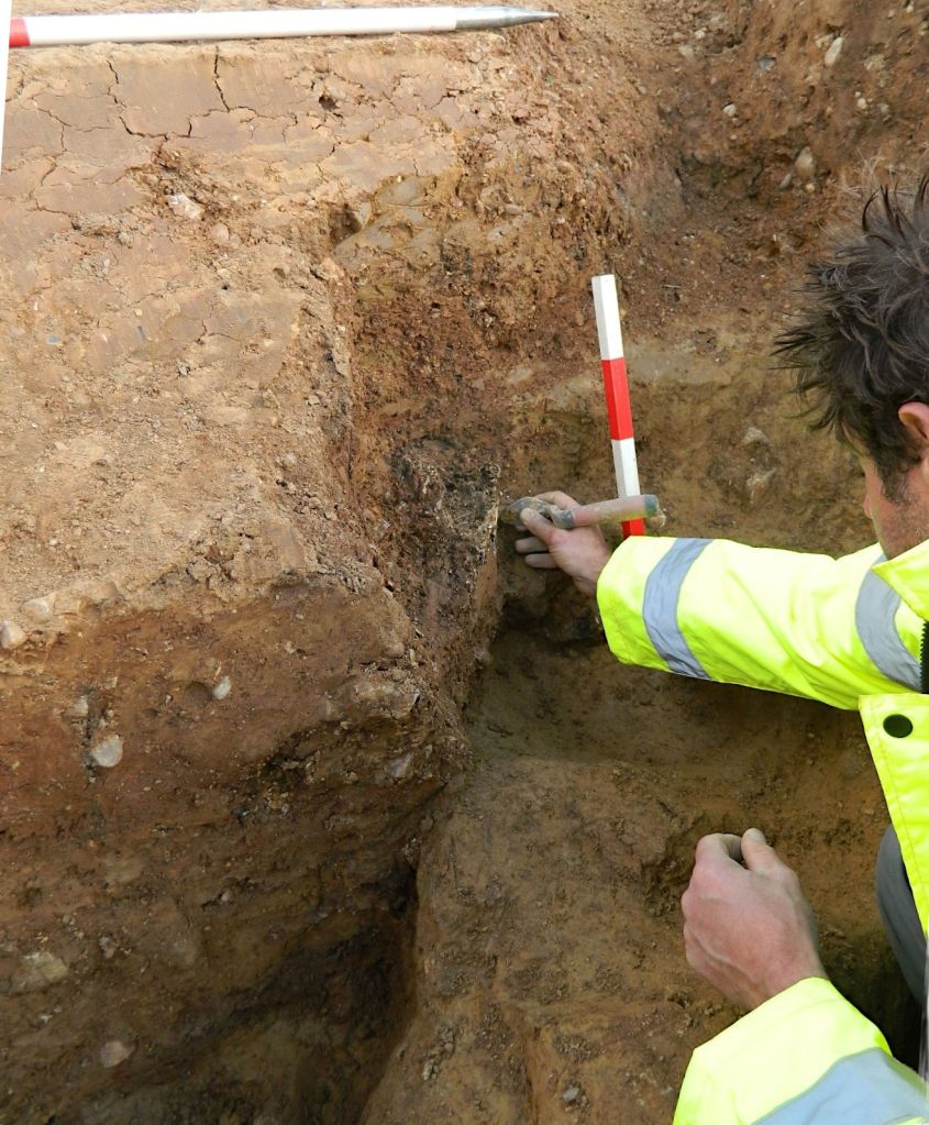 An archaeologist excavates a cattle skull from a pits.
