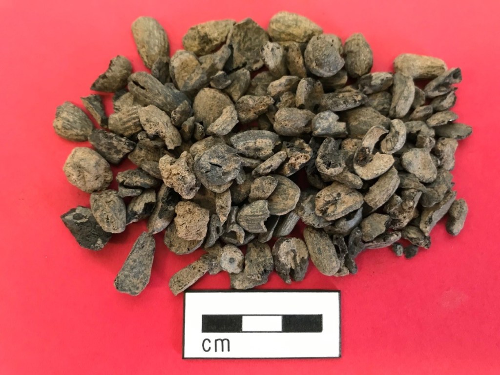 Some of the collected acorns found on site. These may have been a special food, or used in times of need.